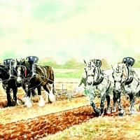 'The Ploughing Match'